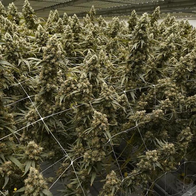 As the US moves to reclassify marijuana as a less dangerous drug, could more states legalize it?